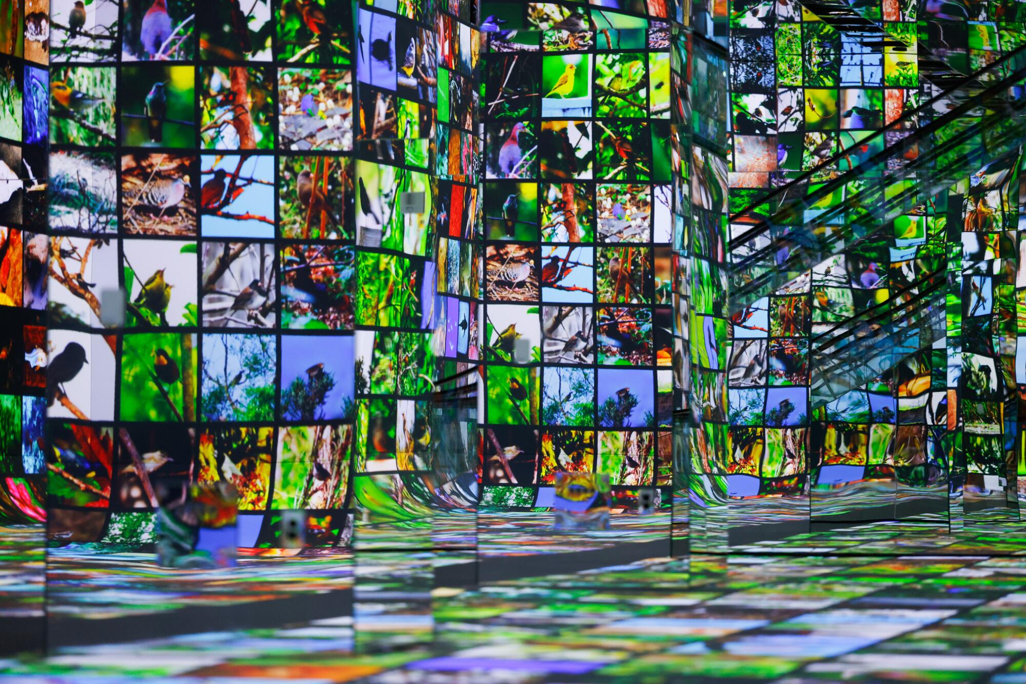 An immersive AI arts gallery with pictures of birds.