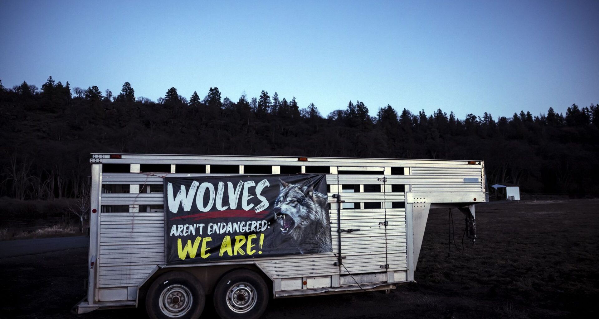 Wolves have rebounded in California. Will state budget undo progress?