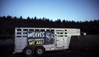 Wolves have rebounded in California. Will state budget undo progress?