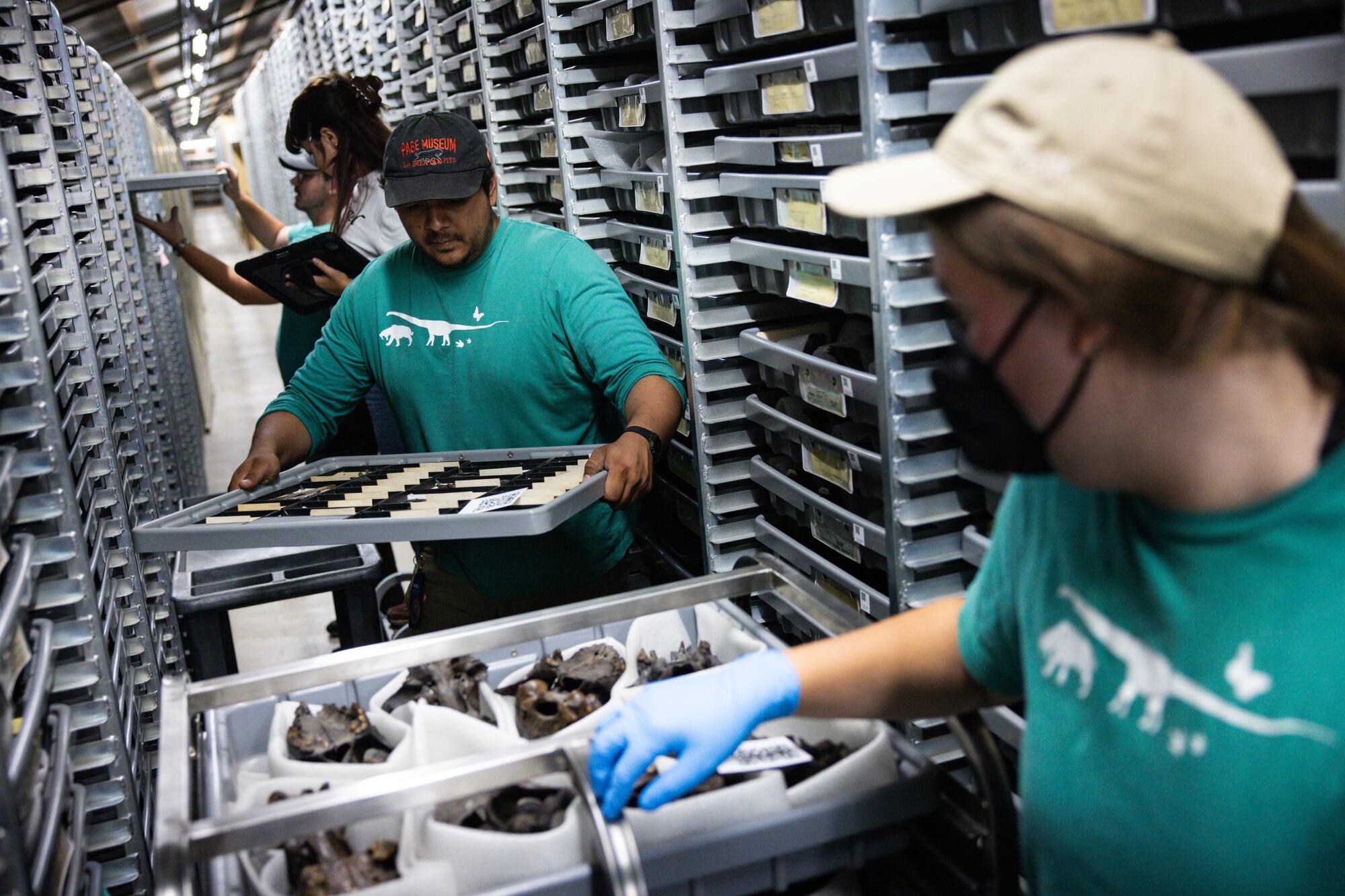 Workers prepare fossils to be packaged and moved.