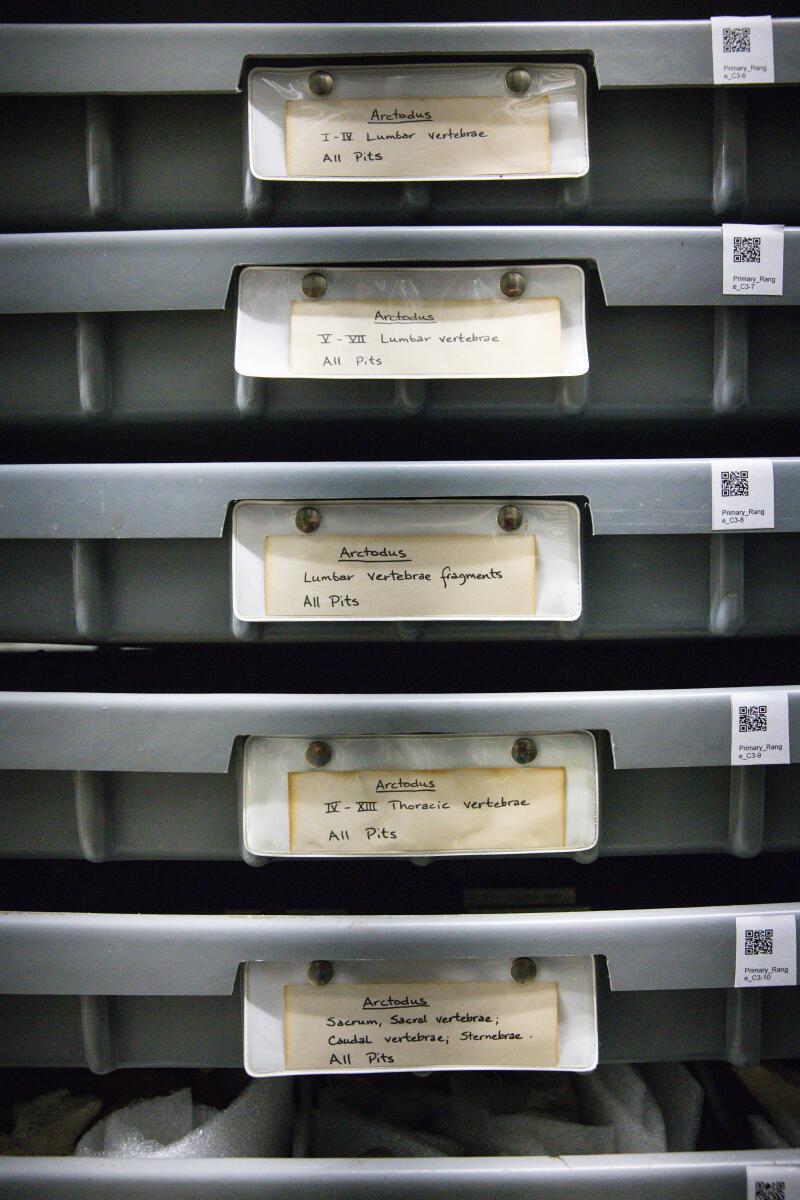 Bins of labeled fossils