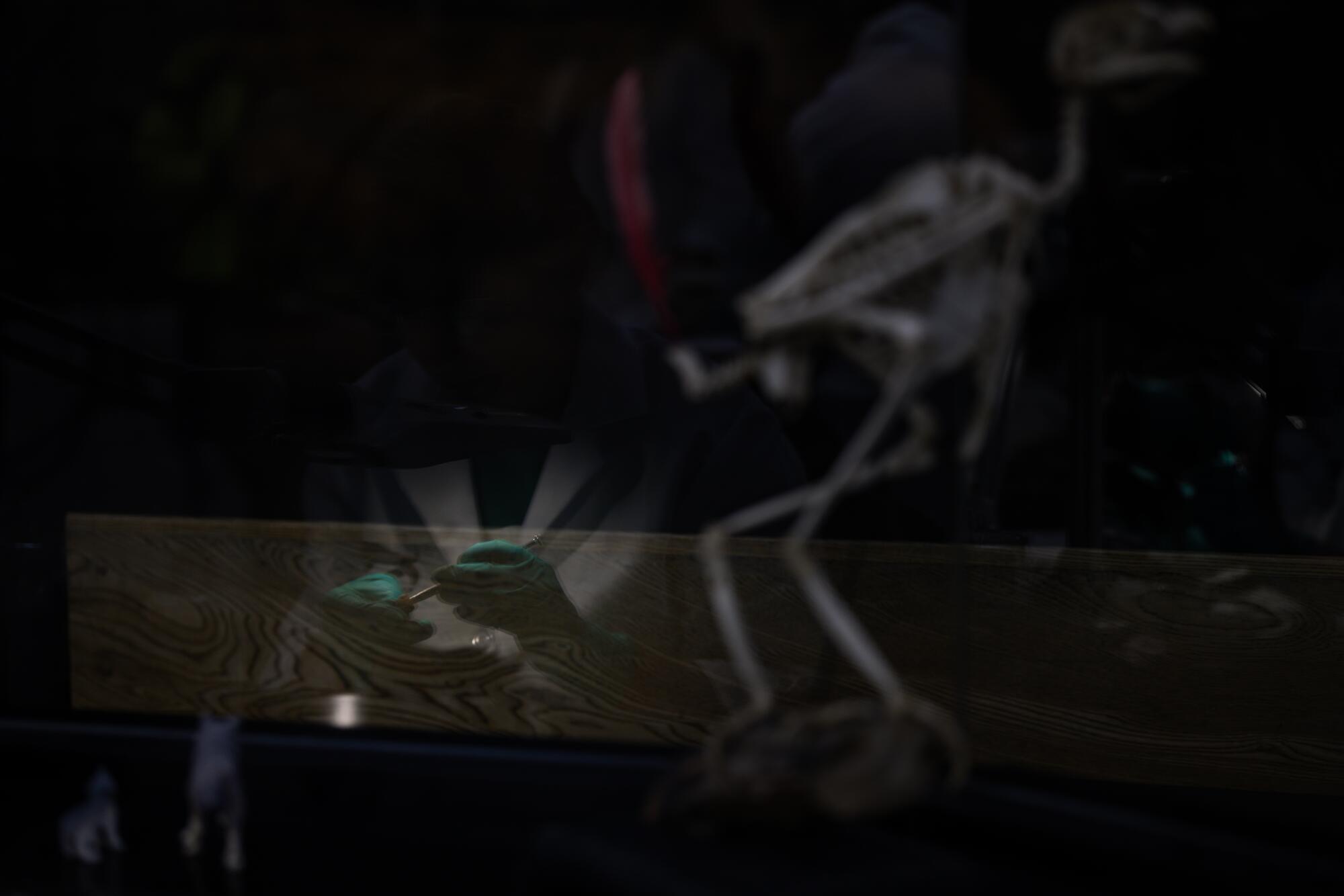 A lab worker handles a fossil.