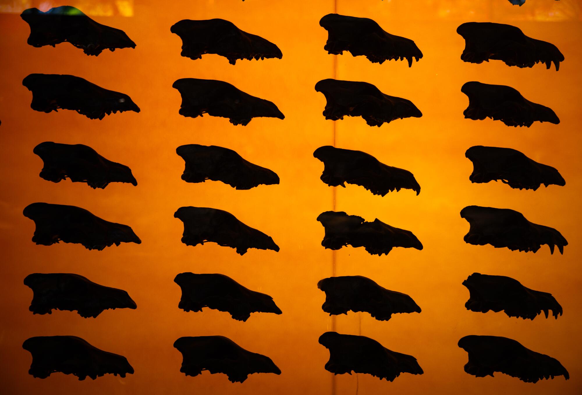 Fossilized dire wolf skulls in a display.