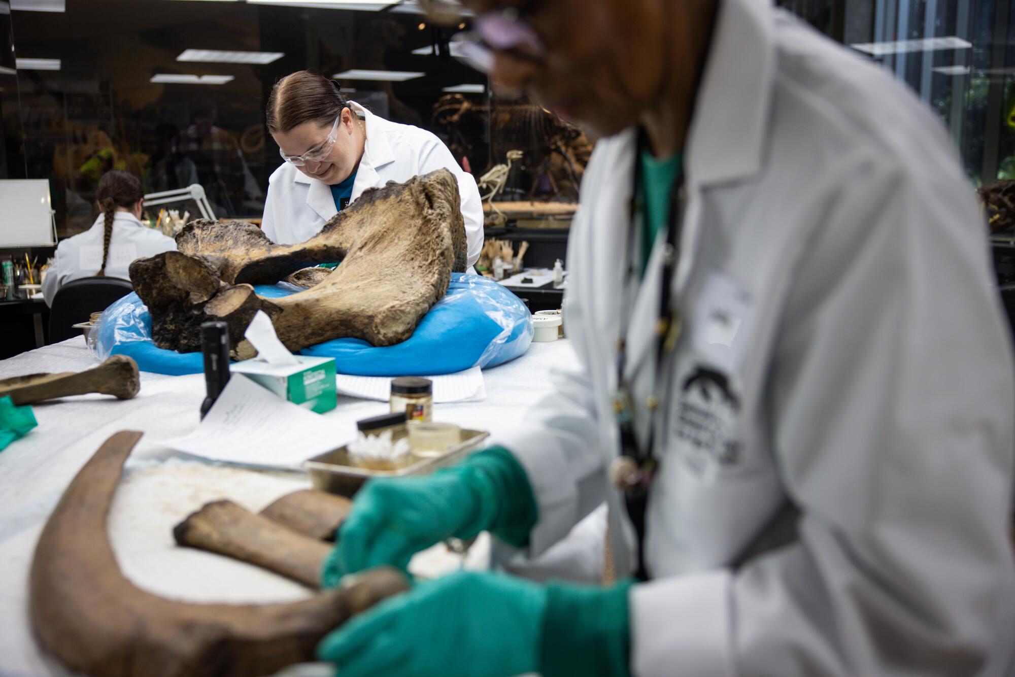 Two people wearing lab coats and rubber gloves handle mammoth fossils.