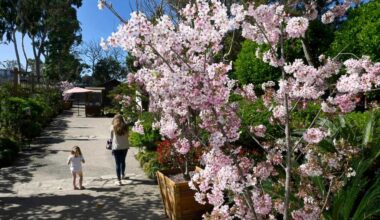 Theater/Art: Explore Earl Burns Miller Japanese Garden at CSULB this summer – Press Telegram