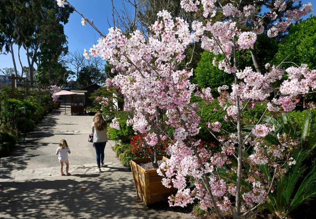 Theater/Art: Explore Earl Burns Miller Japanese Garden at CSULB this summer – Press Telegram