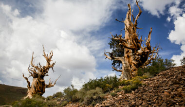 'Obscenely damaging': Video catches off-roader in California's ancient