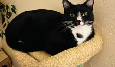 East Bay pets of the week for June 12