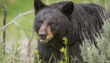 Bear attacks California couple, man subdues it with hatchet