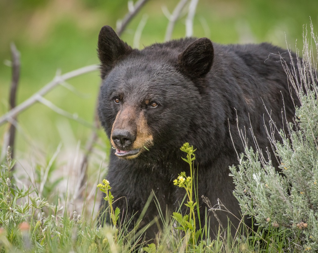 Bear attacks California couple, man subdues it with hatchet