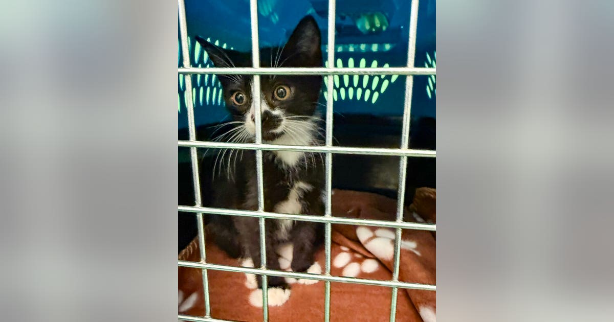 Berkeley animal shelter remains closed after 'suspicious' fire broke out