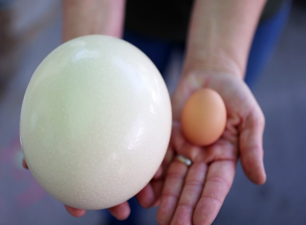 California Ostrich Valley Ranch owner Nataliya Toderica holds an ostrich egg, left, next to a chicken egg during the weekly Campbell Farmers' Market on Sunday, March 15, 2026. (Aric Crabb/Bay Area News Group)