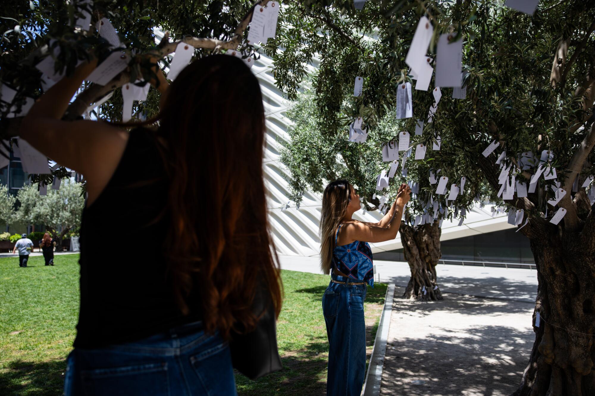Visitors secure their wishes on century-old olive trees at the Broad museum’s East West Bank Plaza.