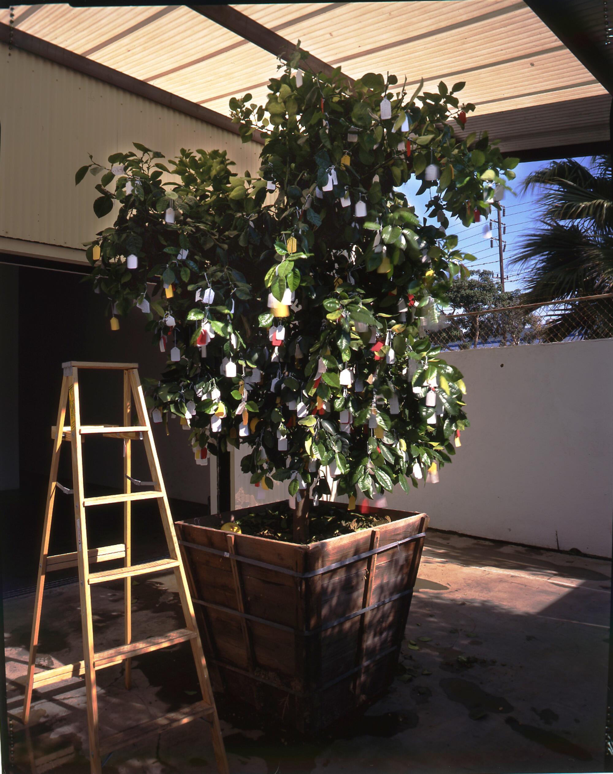 Yoko Ono's original "Wish Tree" in 1996 at Shoshana Wayne Gallery, long before it burned in the Palisades Fire.