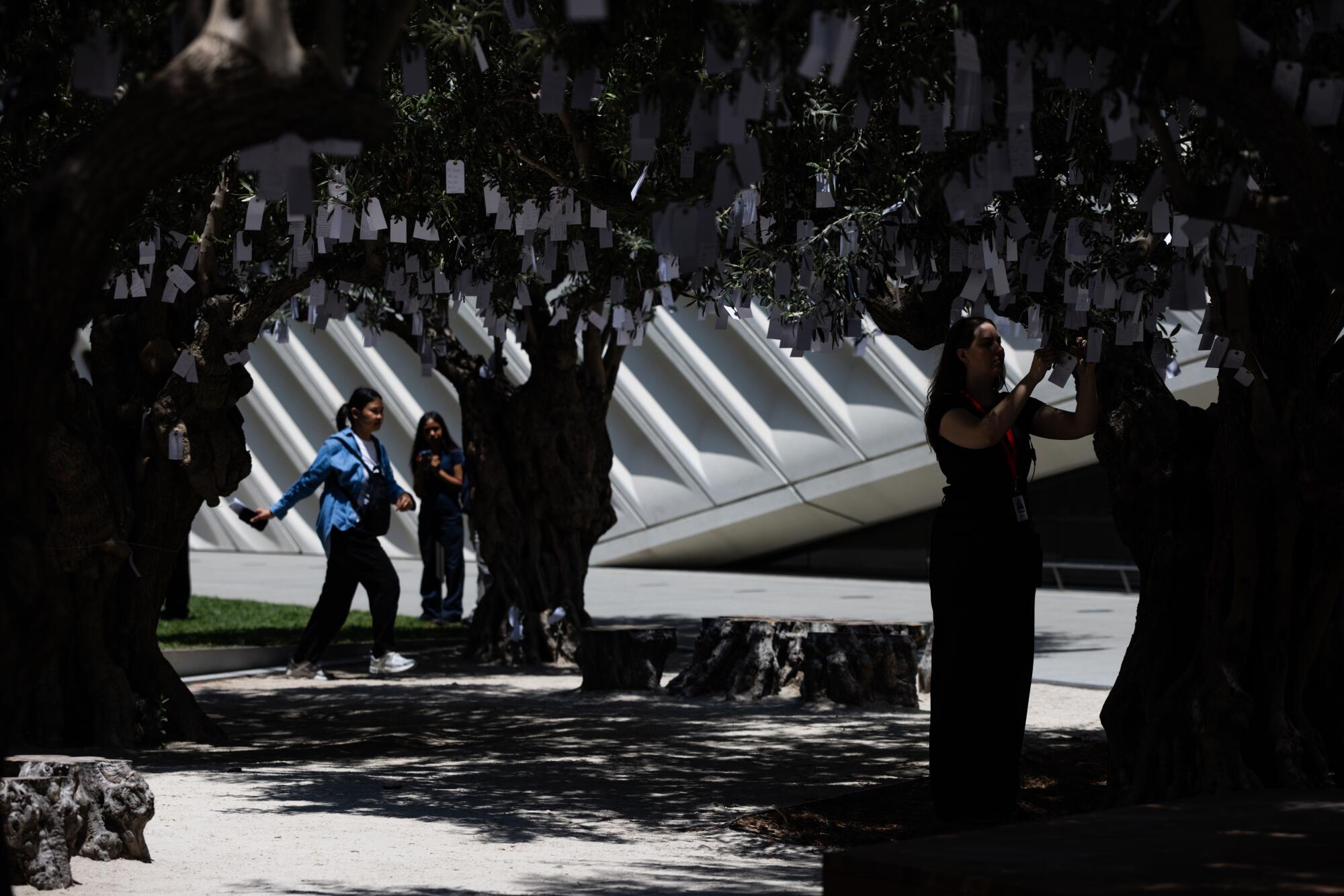 Vistors stroll among the Broad's olive trees