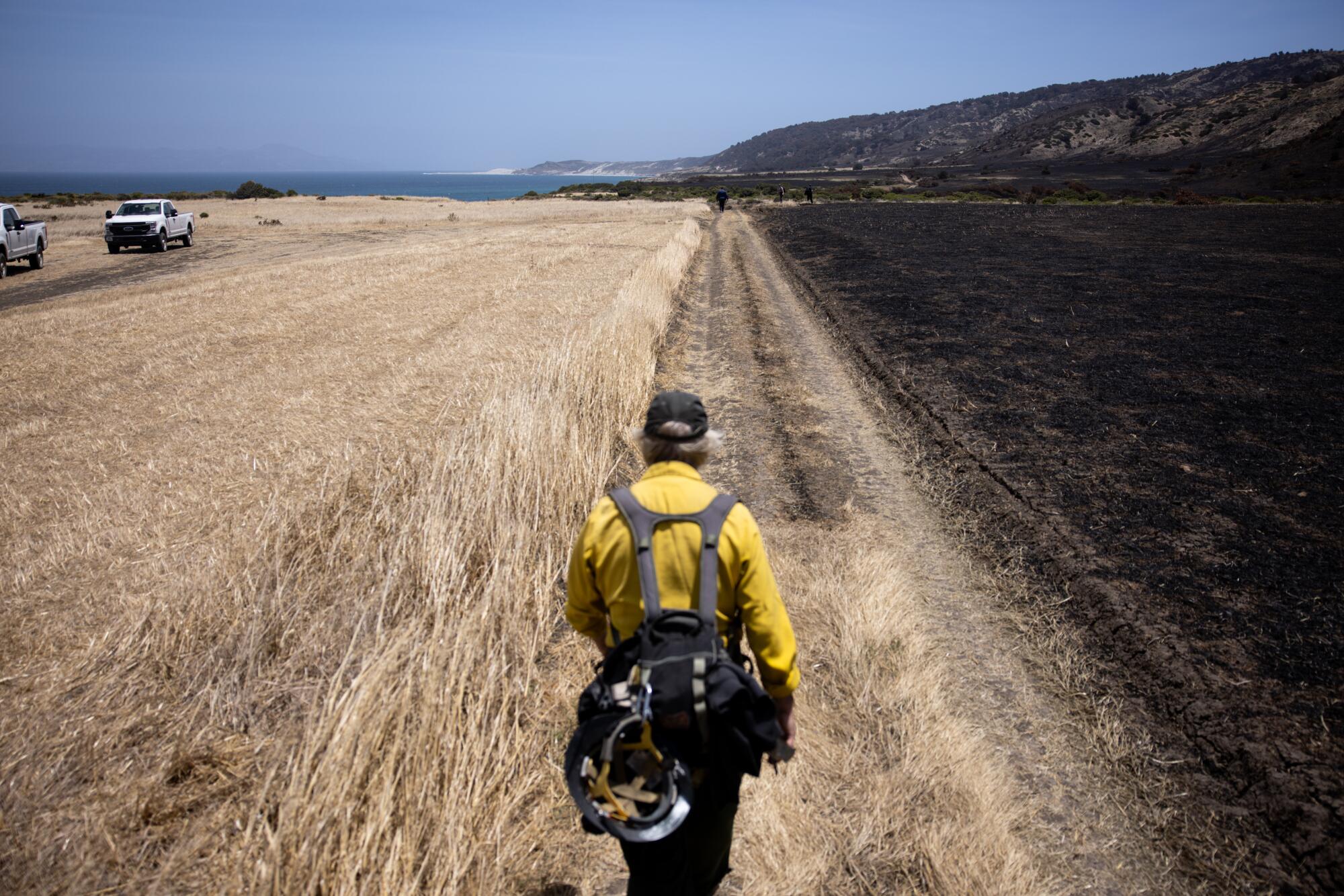 A man in a yellow shirt hikes through a field of tall grass.