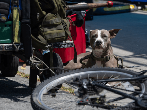 Leptospirosis outbreak in Berkeley: What’s the risk to people and pets?