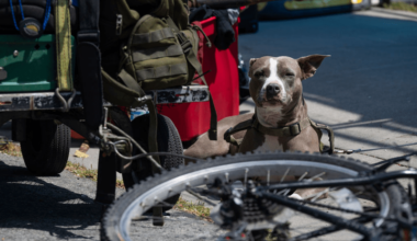 One died, one hospitalized from leptospirosis, Berkeley officials say