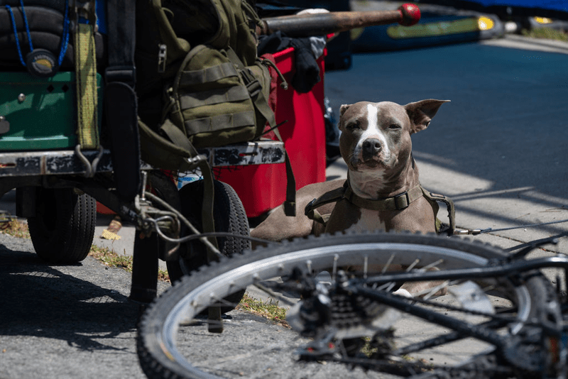 One died, one hospitalized from leptospirosis, Berkeley officials say