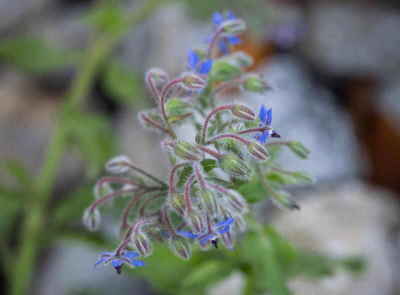 Non-native Borage.