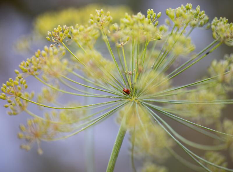 A lady bug sits on a dill plant.