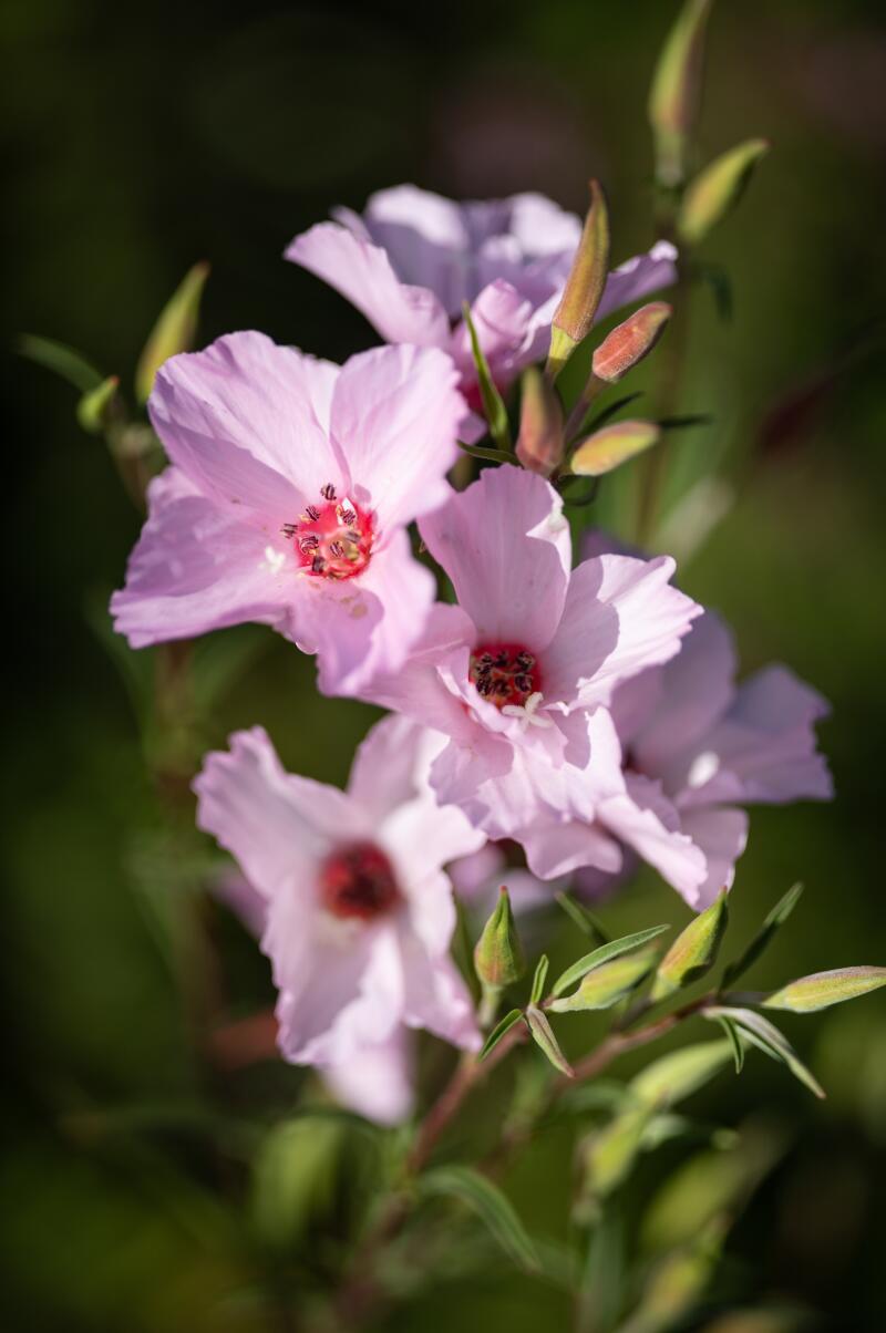 Pink native Clarkia flowers.