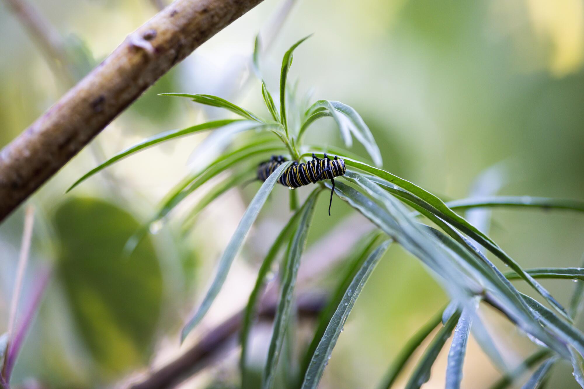 A monarch butterfly caterpillar. 
