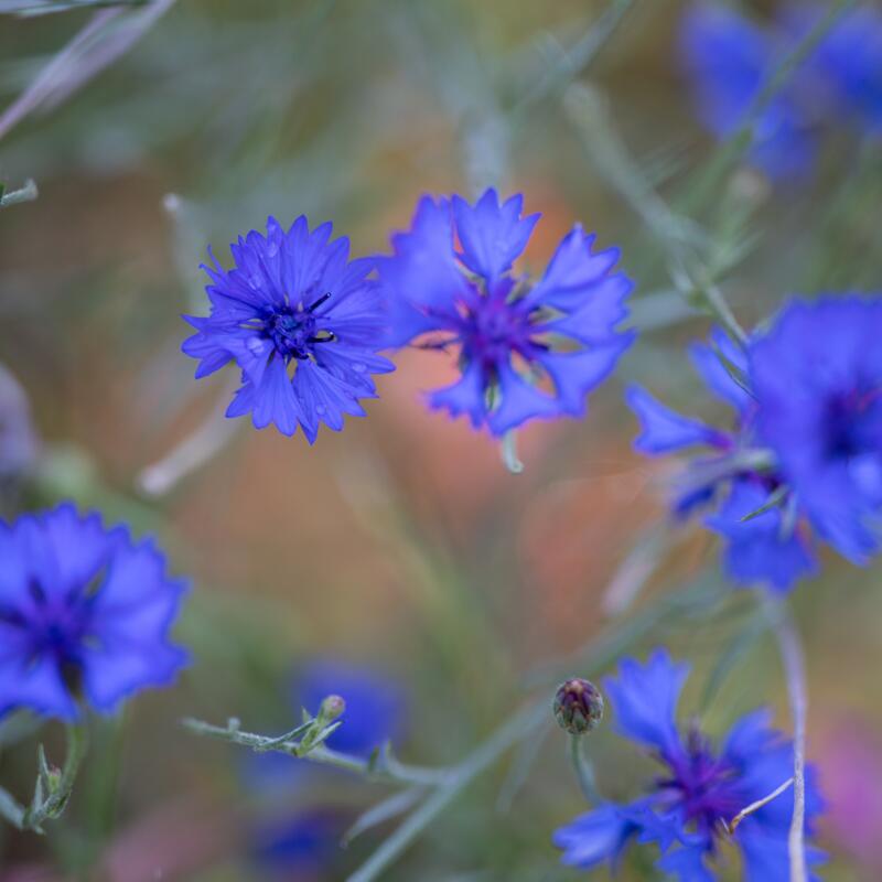 Blue non-native Cornflowers.