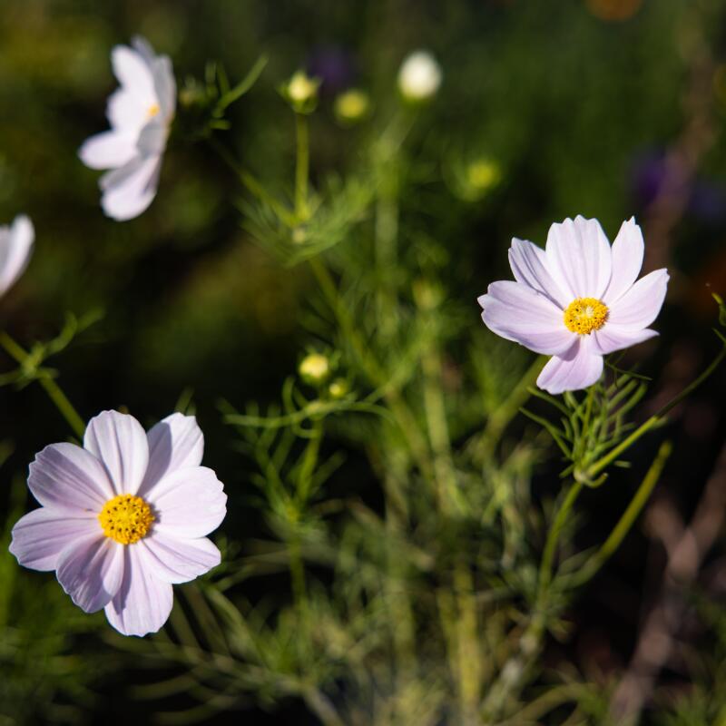 Pink Cosmos flowers in Julia Lee's garden.
