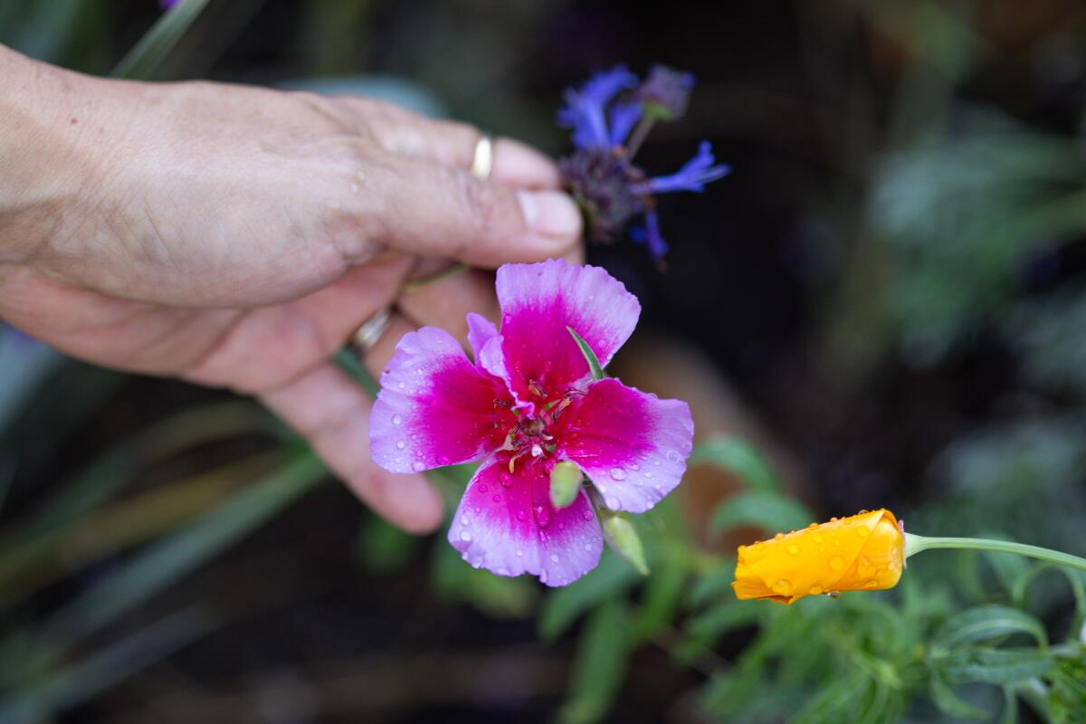 A pink native Clarkia flower in a garden 