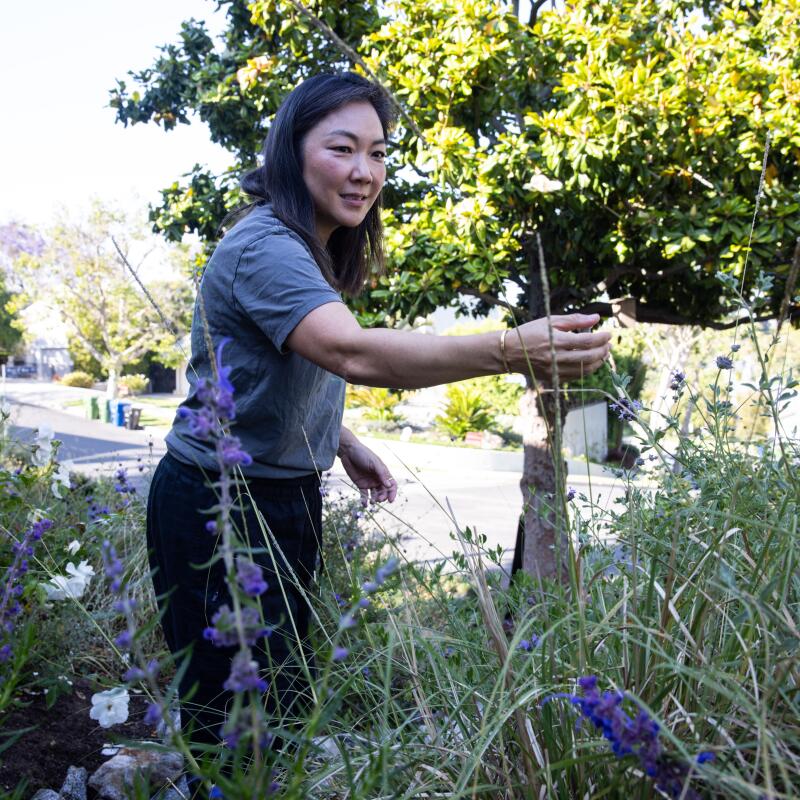  Julia Lee, Loyola Marymount University Professor, reaches for a sage plant