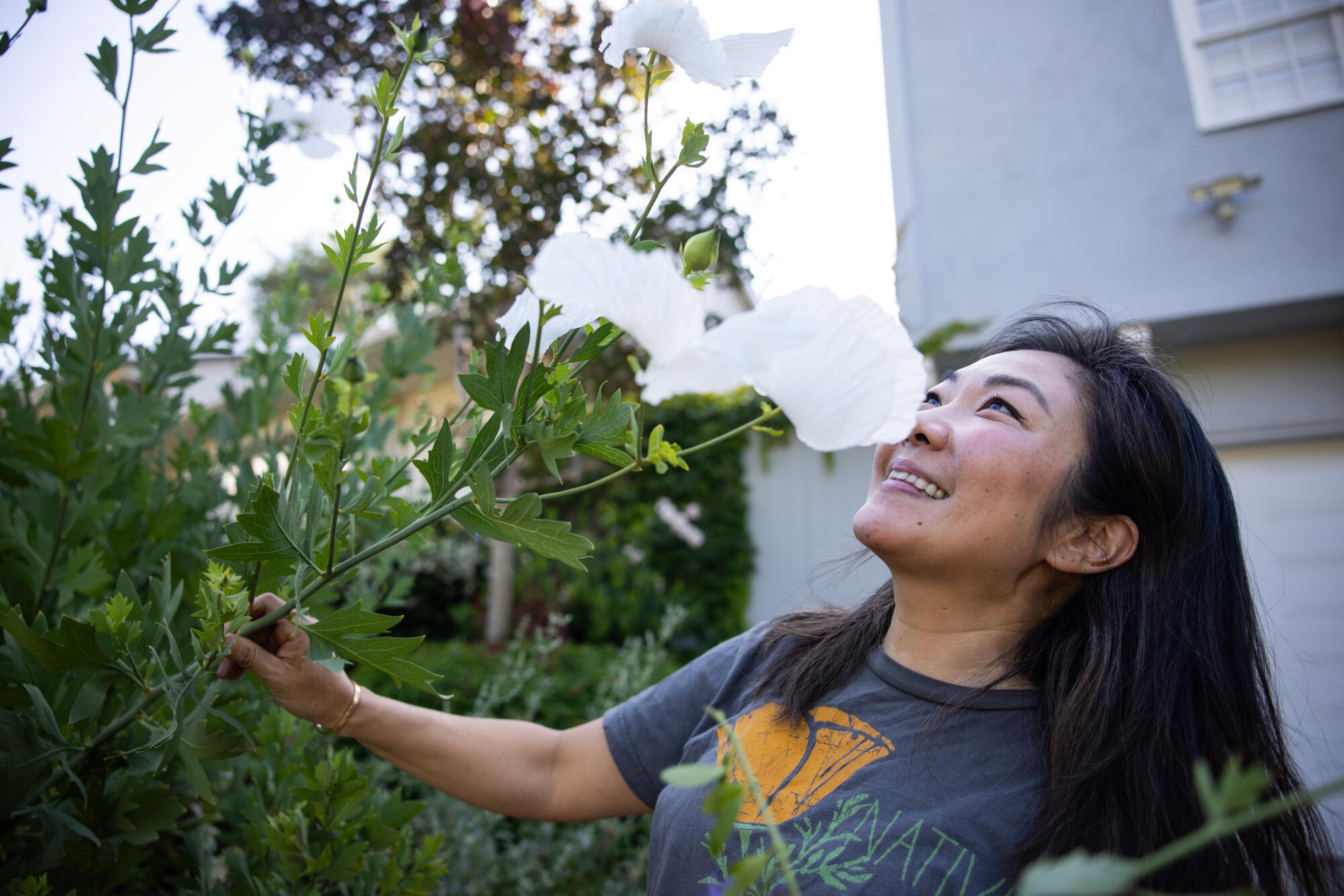 Lee looks for bees inside the Matilija poppies in her garden.