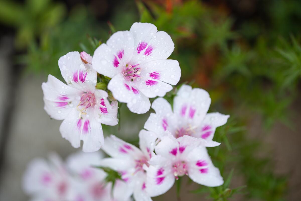 Pink and white Clarkia flowers in Julia Lee's garden