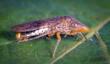 California Responds to Glassy-Winged Sharpshooter