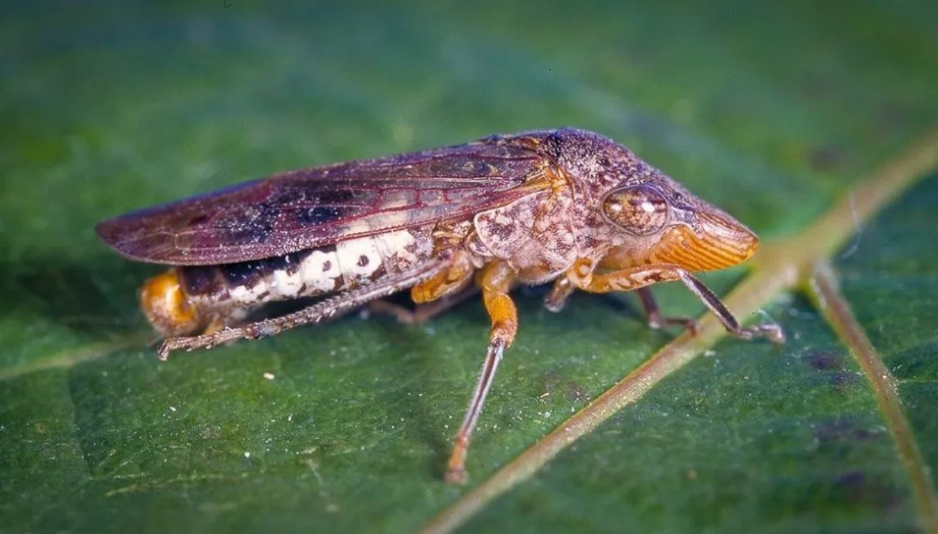 California Responds to Glassy-Winged Sharpshooter