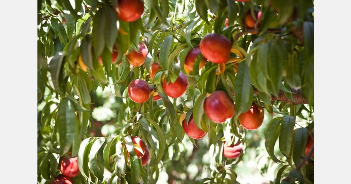 Early start with strong quality on California stone fruit