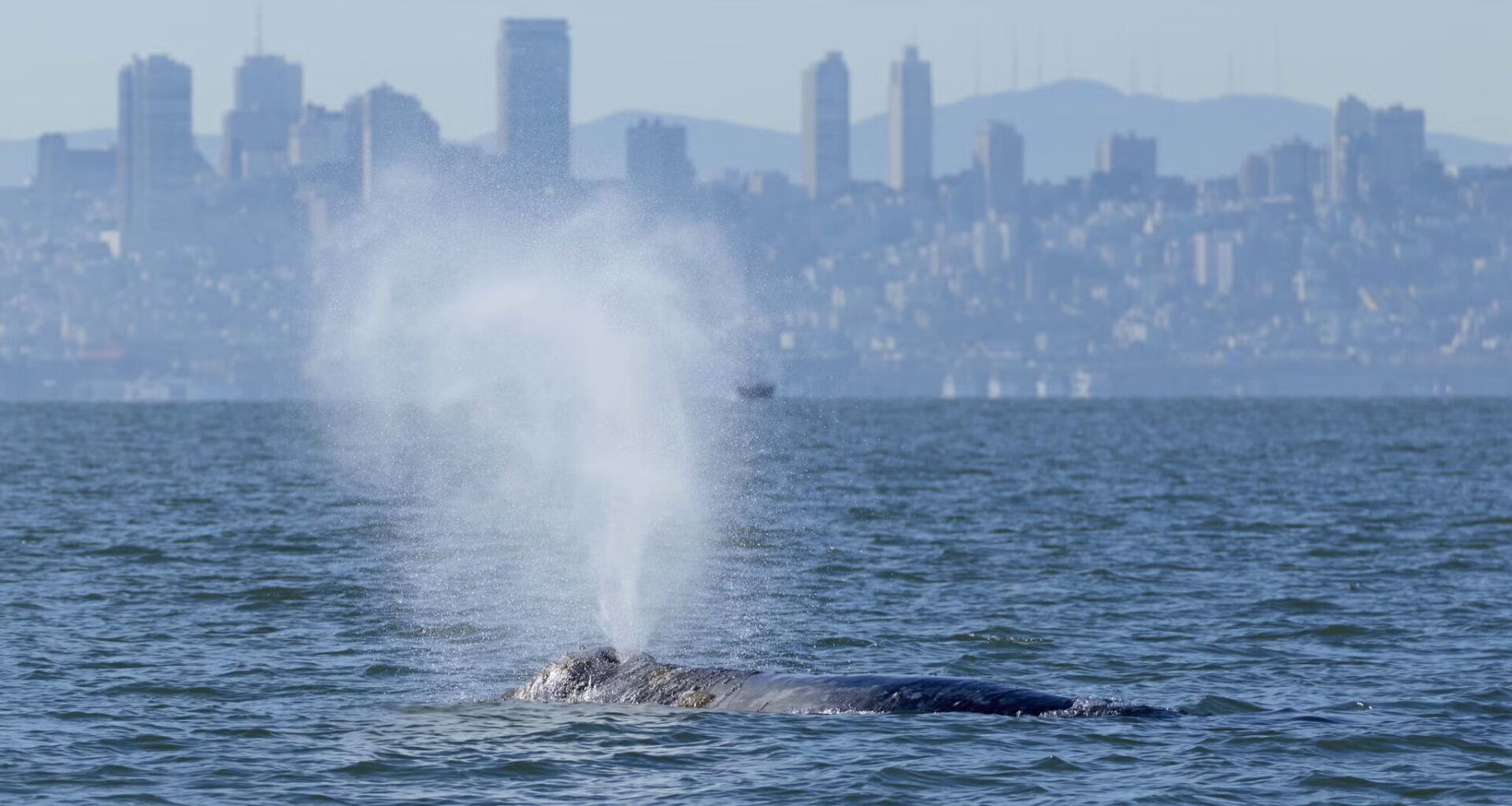 Gray whale killed near Pier 80 in San Francisco Bay