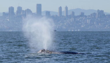Gray whale killed near Pier 80 in San Francisco Bay