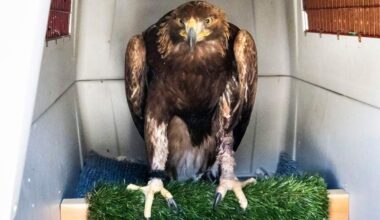 OC Bird of Prey Center hopes to add large enclosure to give more raptors flight – Orange County Register