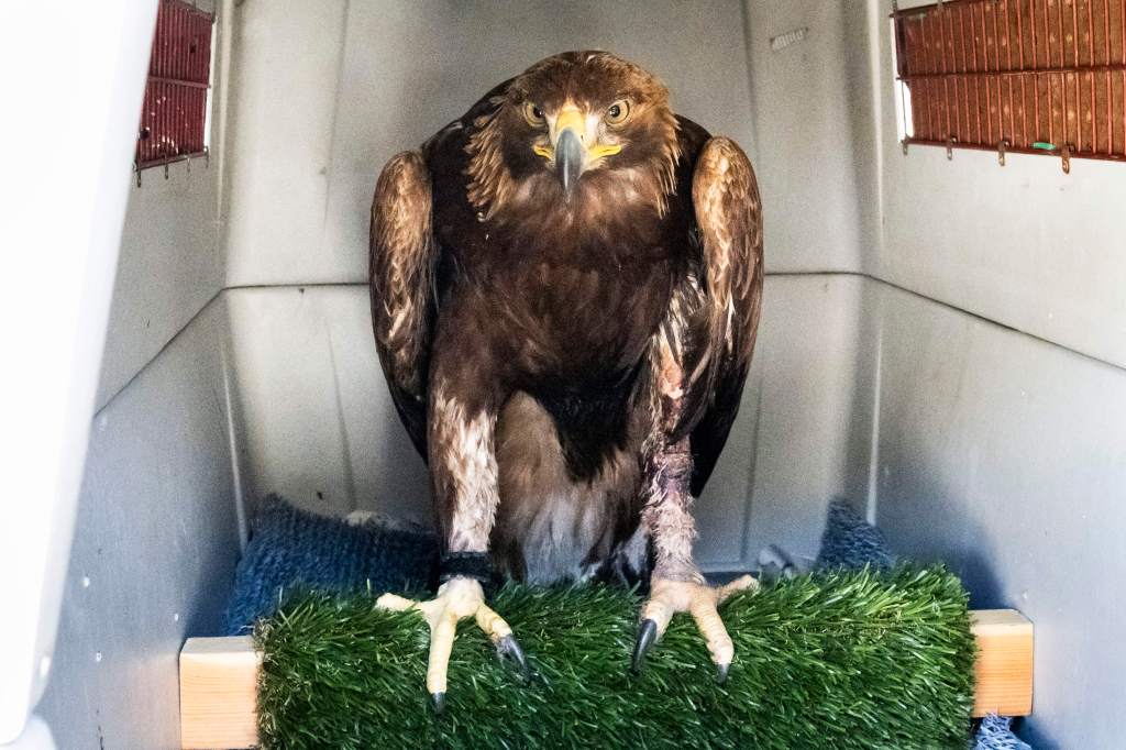 OC Bird of Prey Center hopes to add large enclosure to give more raptors flight – Orange County Register