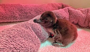 San Francisco Zoo welcomes first penguin chicks in almost 3 years
