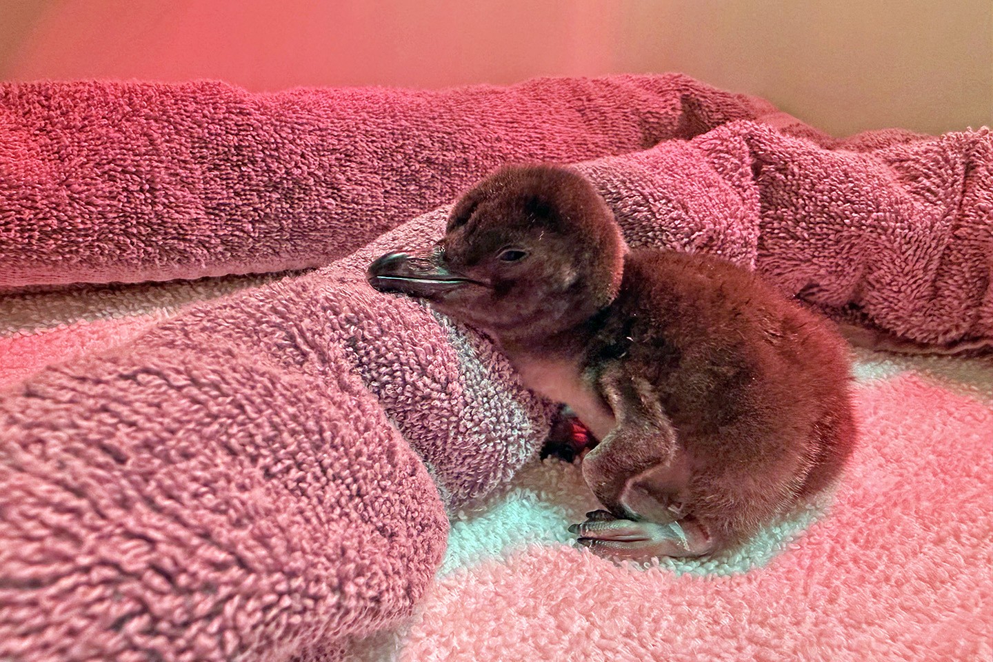 San Francisco Zoo welcomes first penguin chicks in almost 3 years