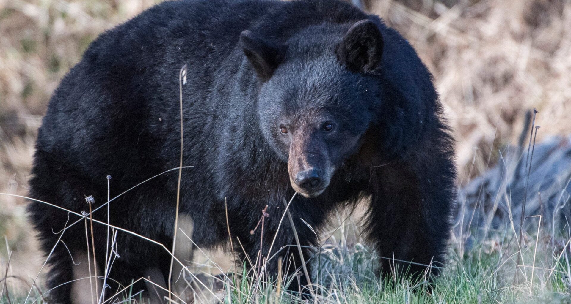 Mammoth Lakes couple fights off attacking black bear with hatchet