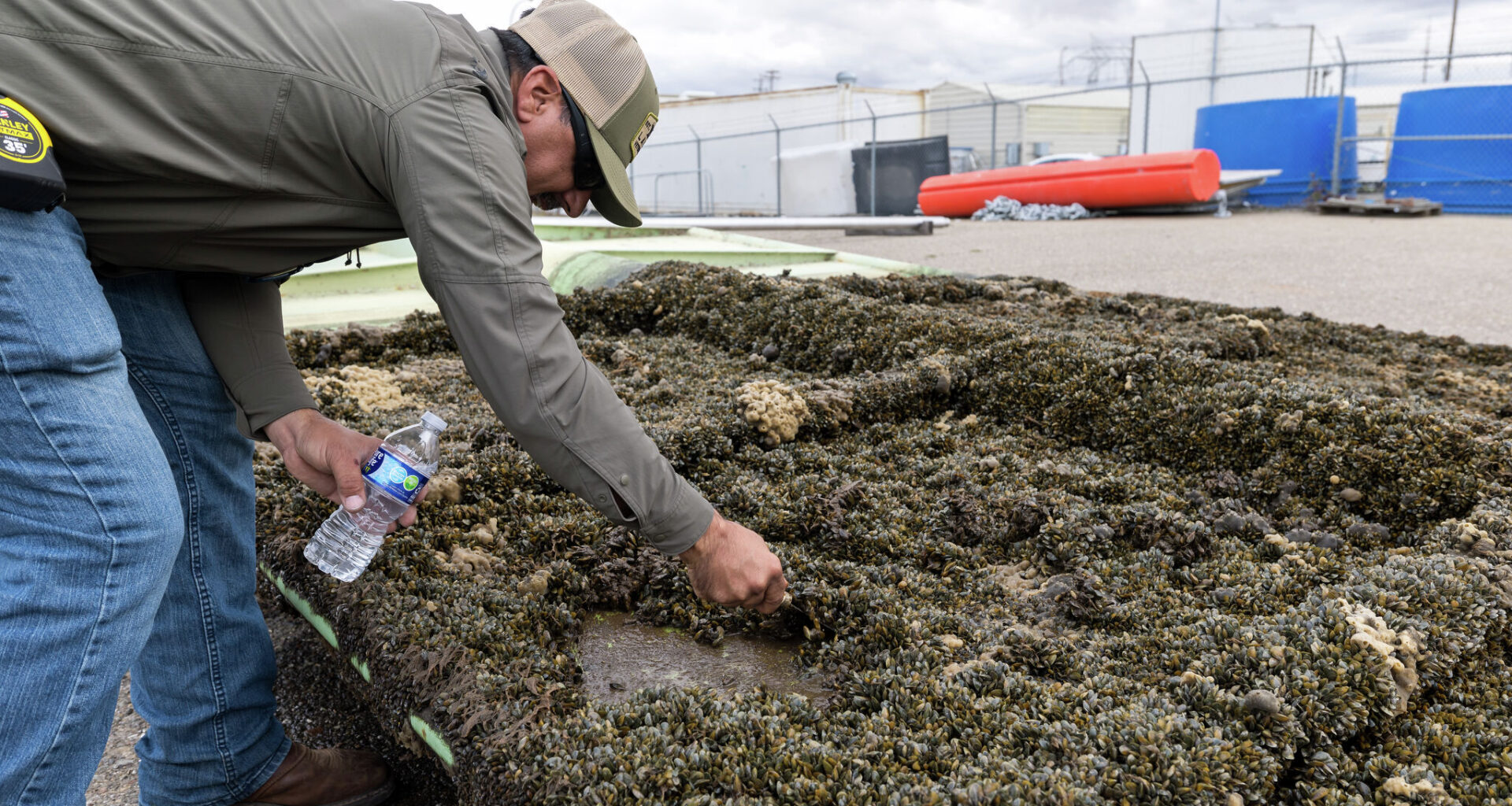 California battles invasive golden mussels, a big new water problem