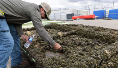 California battles invasive golden mussels, a big new water problem