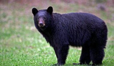 California couple fight off attacking black bear with hatchet and water bottle