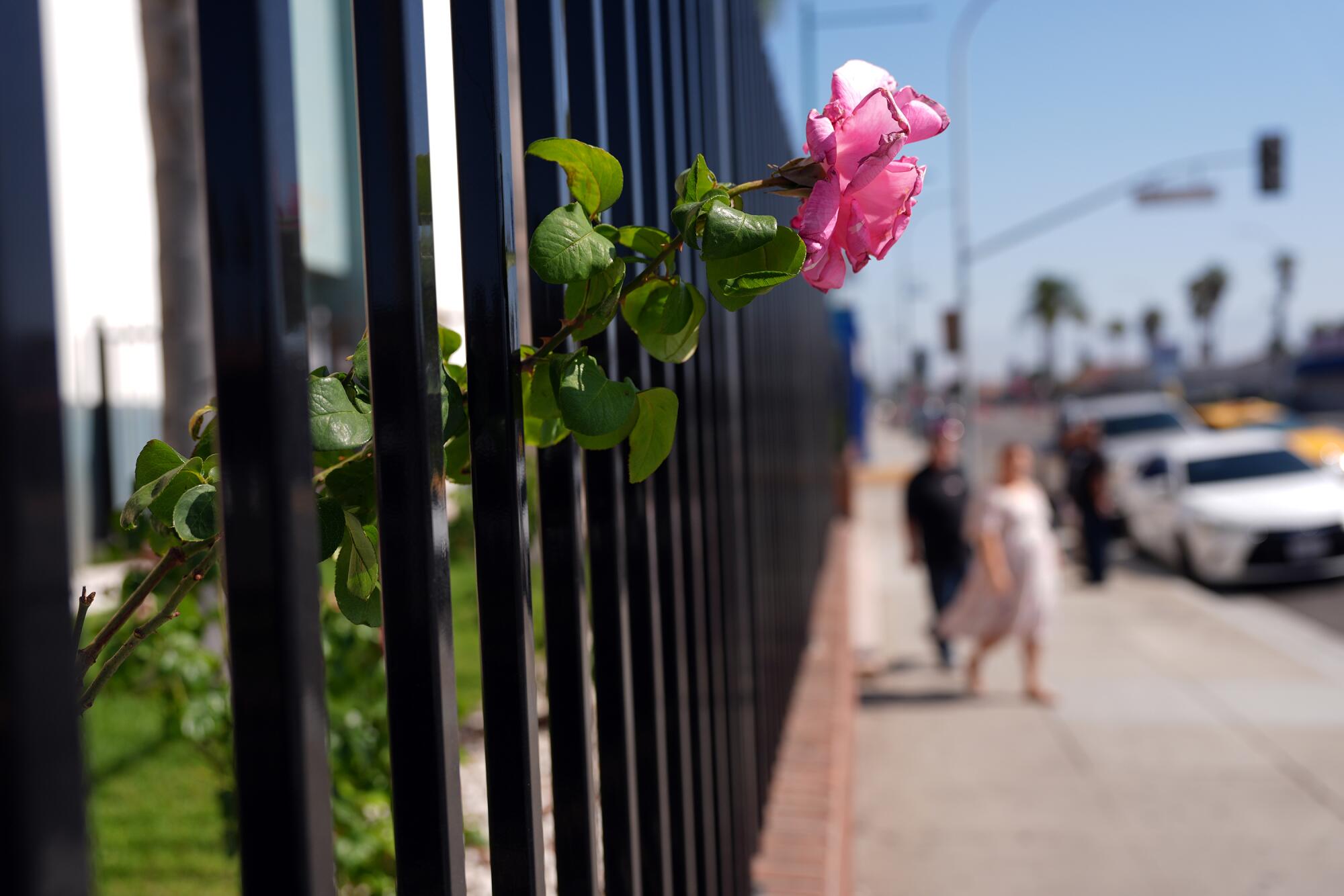 A rose peeks through a fence at St. Rose of Lima Church on Atlantic Boulevard.