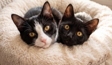 East Bay pets of the week for June 19
