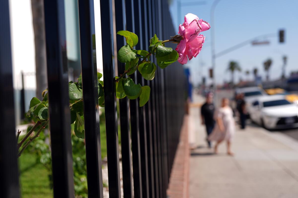 A rose sticks out between vertical bars of a metal fence.