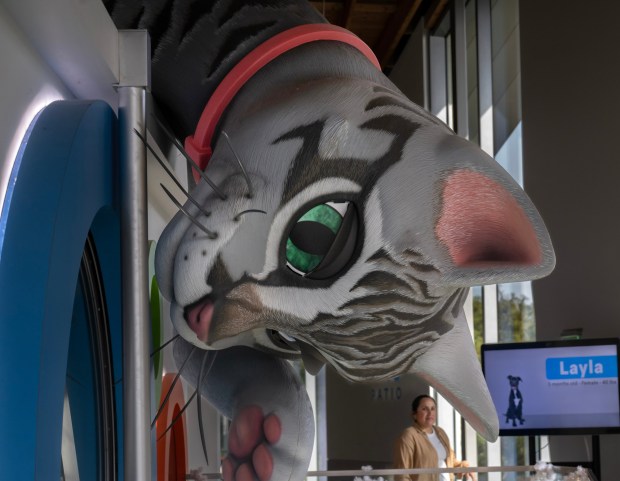 A giant human hamster wheel with a mechanical clawing cat is part of the Wallis Annenberg PetSpace interactive community and adoption center in Playa Vista. (Photo by Mindy Schauer, Orange County Register/SCNG)